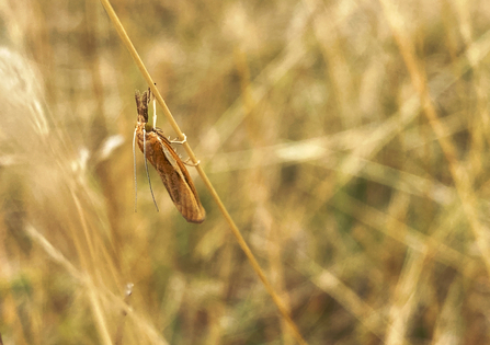 Common grass veneer