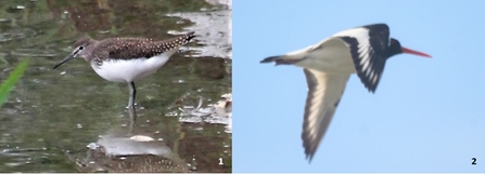 Green sandpiper and oyster catcher