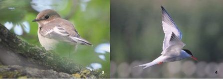 Pied flycatcher and common tern - Chris Farthing