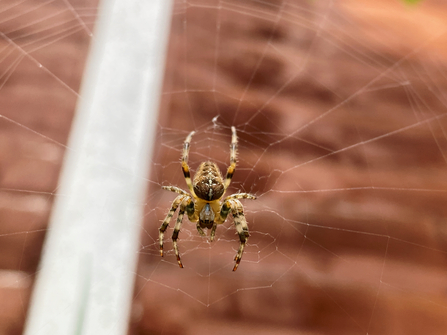 Cross orb weaver