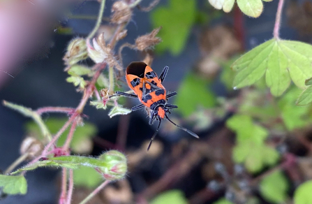 Spotted firebug