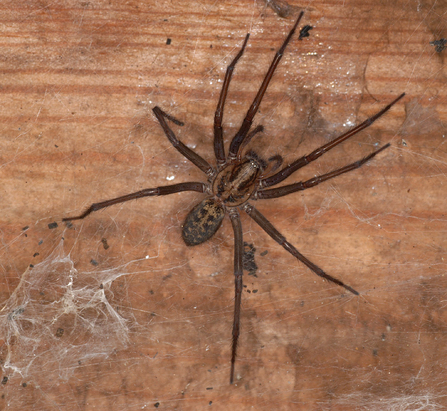 Giant house spider on piece of timber
