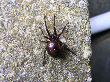 Nobel false widow spider