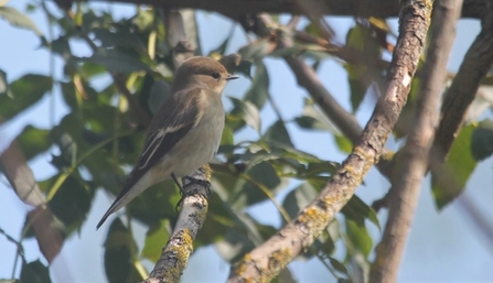 Pied flycatcher on branch