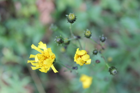 Hawkweed flower from above