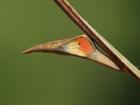 Orange Tip Pupa