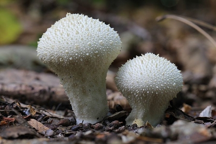 White balls in the Wood! – Common Puffball – The Mushroom Diary – UK Wild  Mushroom Hunting Blog