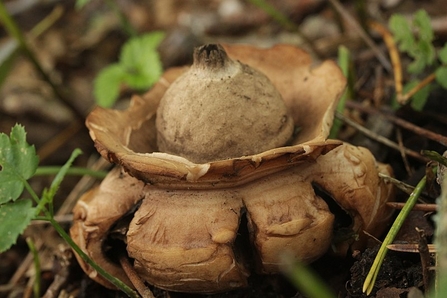 Collared Earthstar fungus