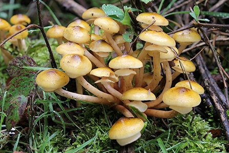 Honey fungus