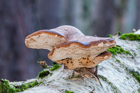 Birch Polypore