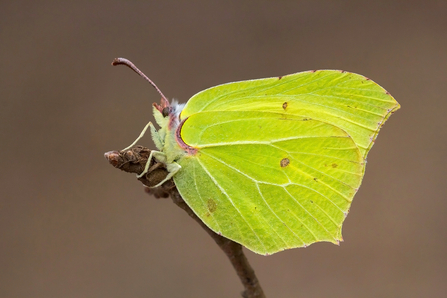 Brimstone
