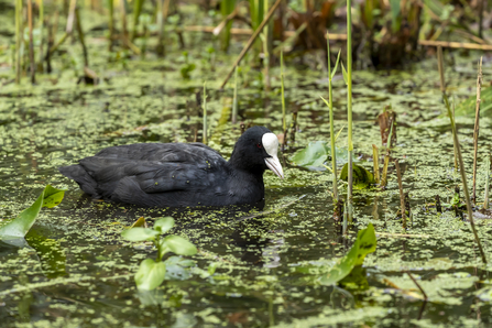 A coot in the pond at Camley Street