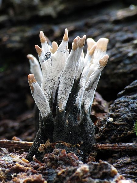 Candlesnuff fungus