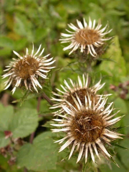 Carline thistle