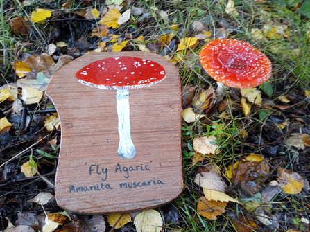 Wooden illustrated board next to fly agaric