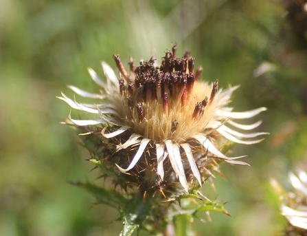 Carline thistle close up