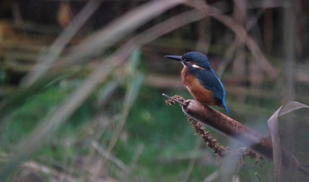 Kingfisher perched on a reed