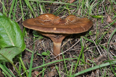 Brown rollrim