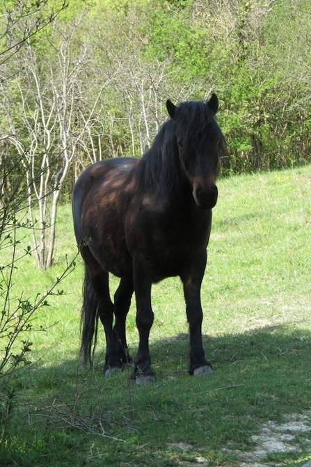 Horse at Hutchinsons Bank