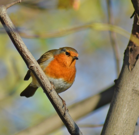 Robin 