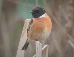 Stonechat