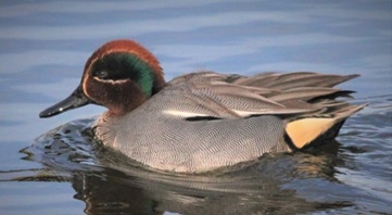 Teal on the water