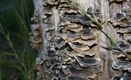 Turkey tail