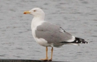 Yellow-legged gull