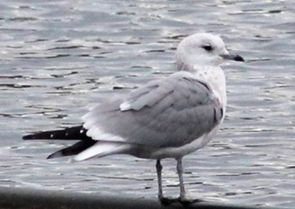 Common gull