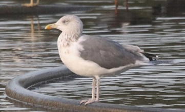 Lesser black-backed x herring gull hybrid