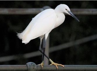 Little egret