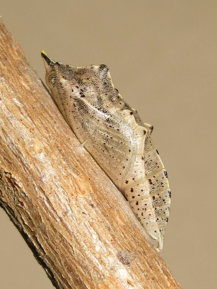 Small white pupa