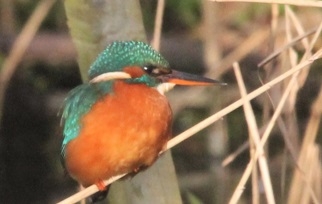 perched kingfisher
