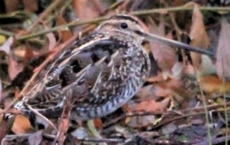 snipe