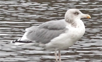 gull standing in water