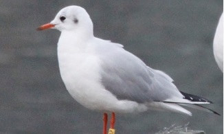 black-headed gull