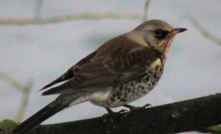 Fieldfare on branch