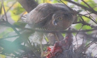 Sparrowhawk feeding