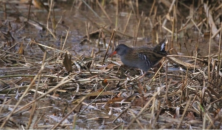 water rail in reed bed