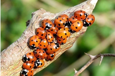 ladybirds huddle