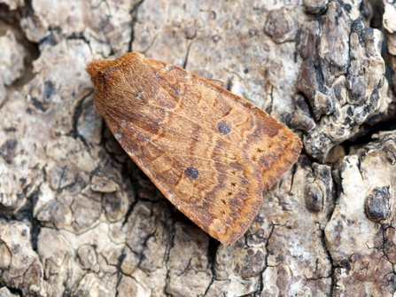 Chestnut Moth