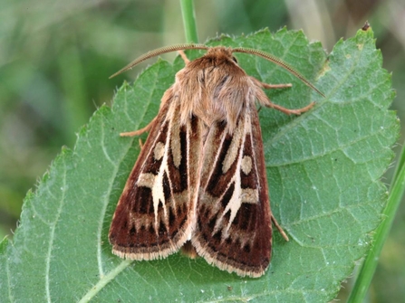 Antler Moth