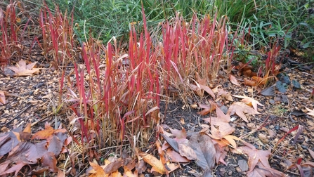 Rose and ornamental grass garden at Coombe Wood Gardens