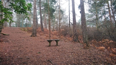 Bench at Coombe Wood Gardens 