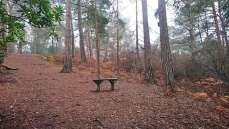 Bench at Coombe Wood Gardens
