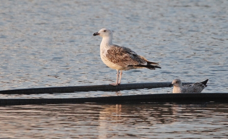 great black-backed gull 