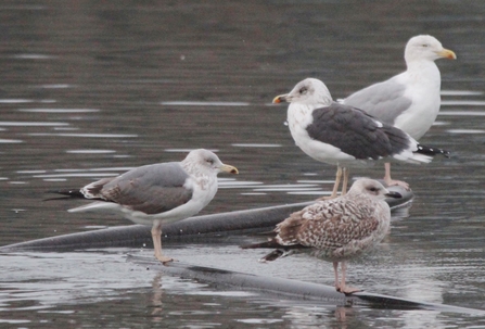 lesser black-backed x herring gull 