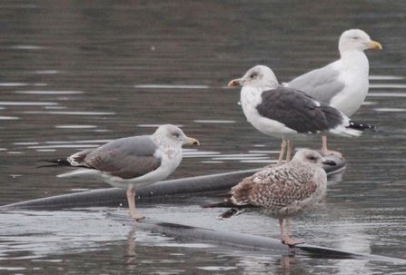 lesser black-backed x herring gull