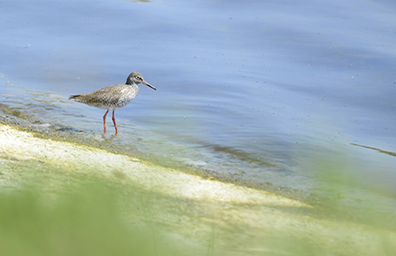 Redshank at Walthamstow Wetlands 