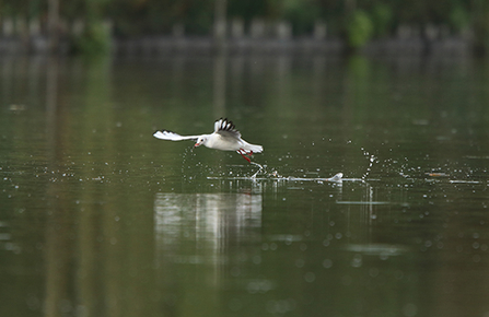 Black headed gull